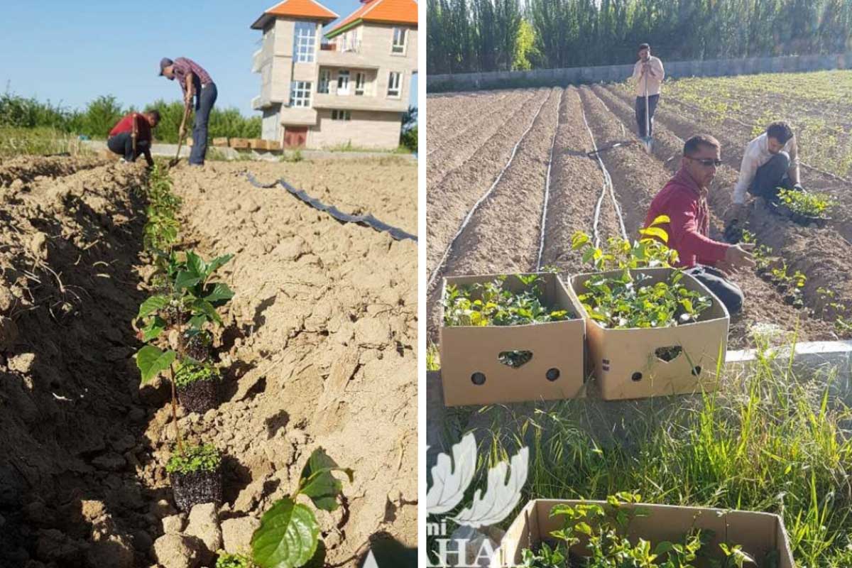 مقایسه انواع پایه‌های نهال، پایه بذری و پایه‌های رویشی