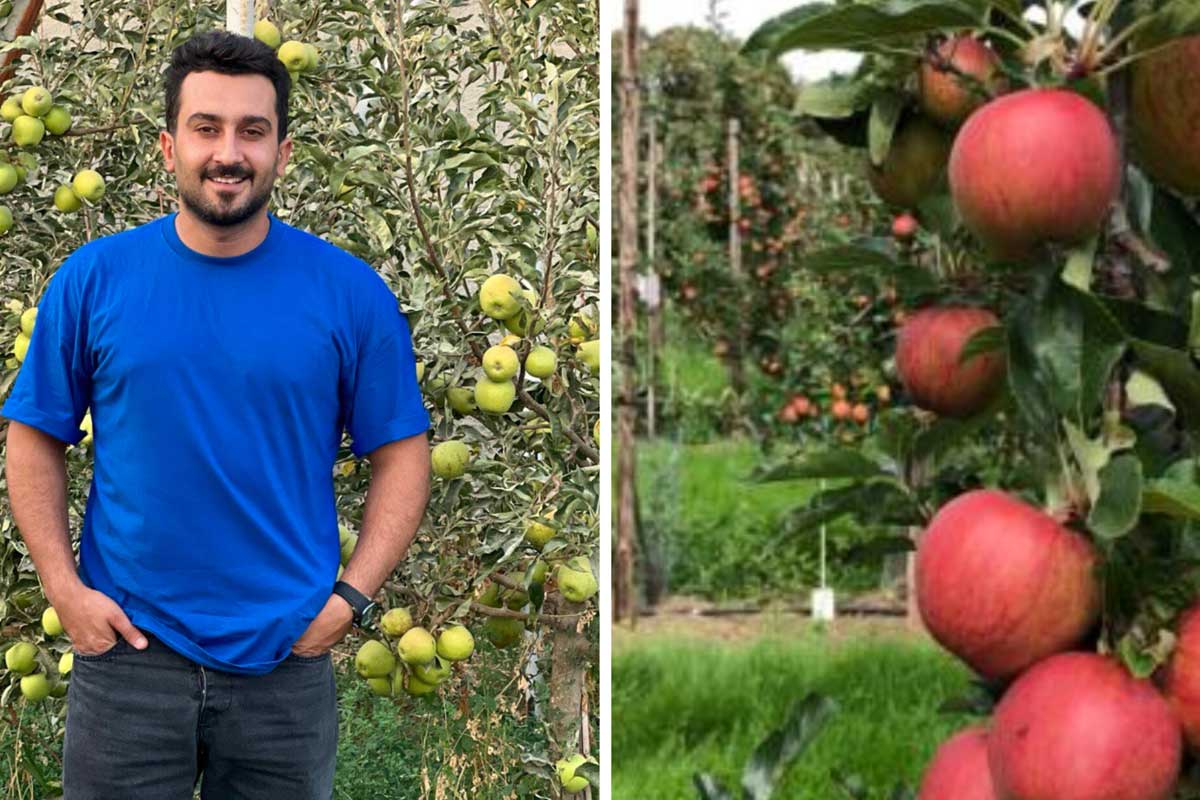 مقایسه انواع پایه‌های نهال، پایه بذری و پایه‌های رویشی