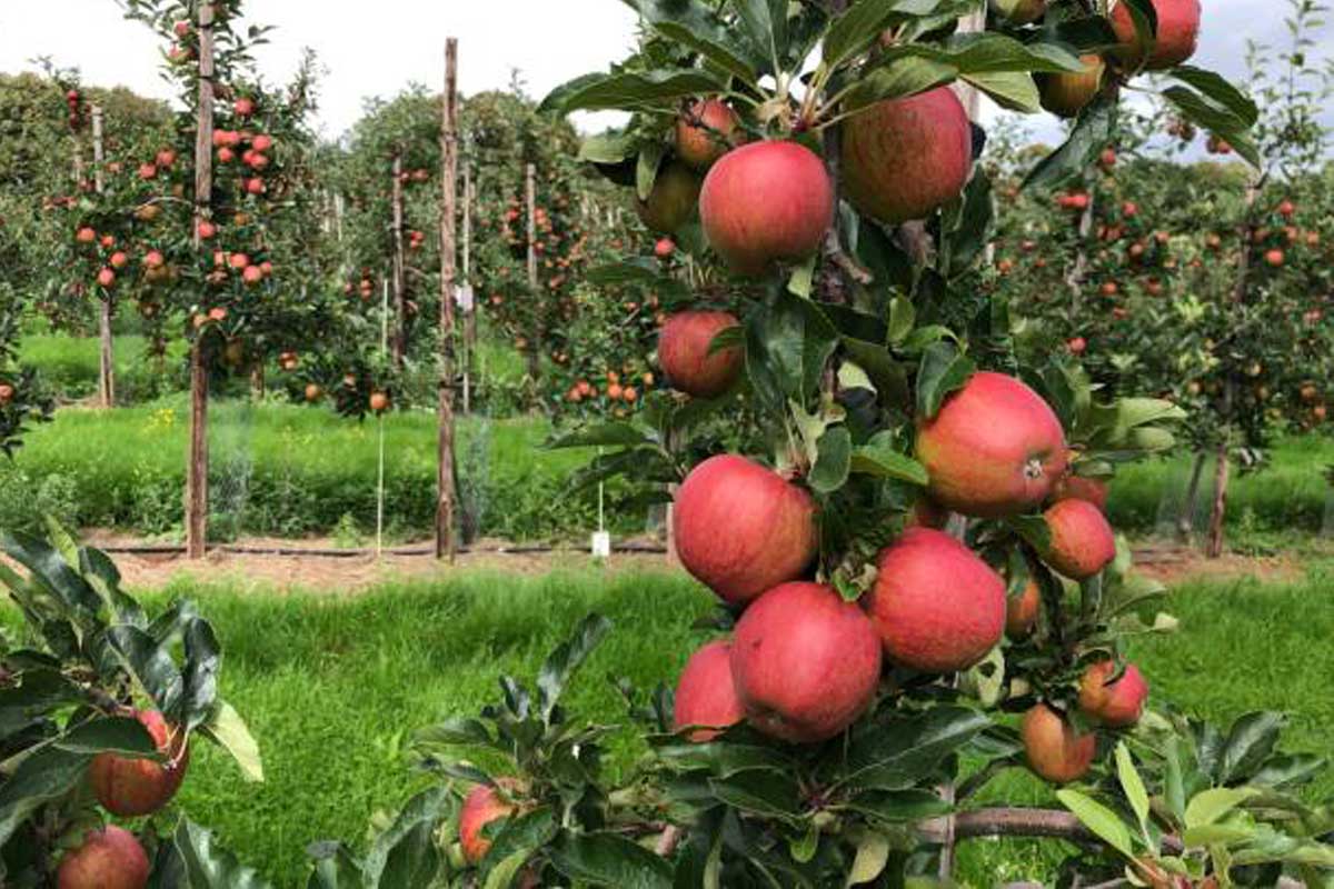 مقایسه پایه M7 و M9 سیب