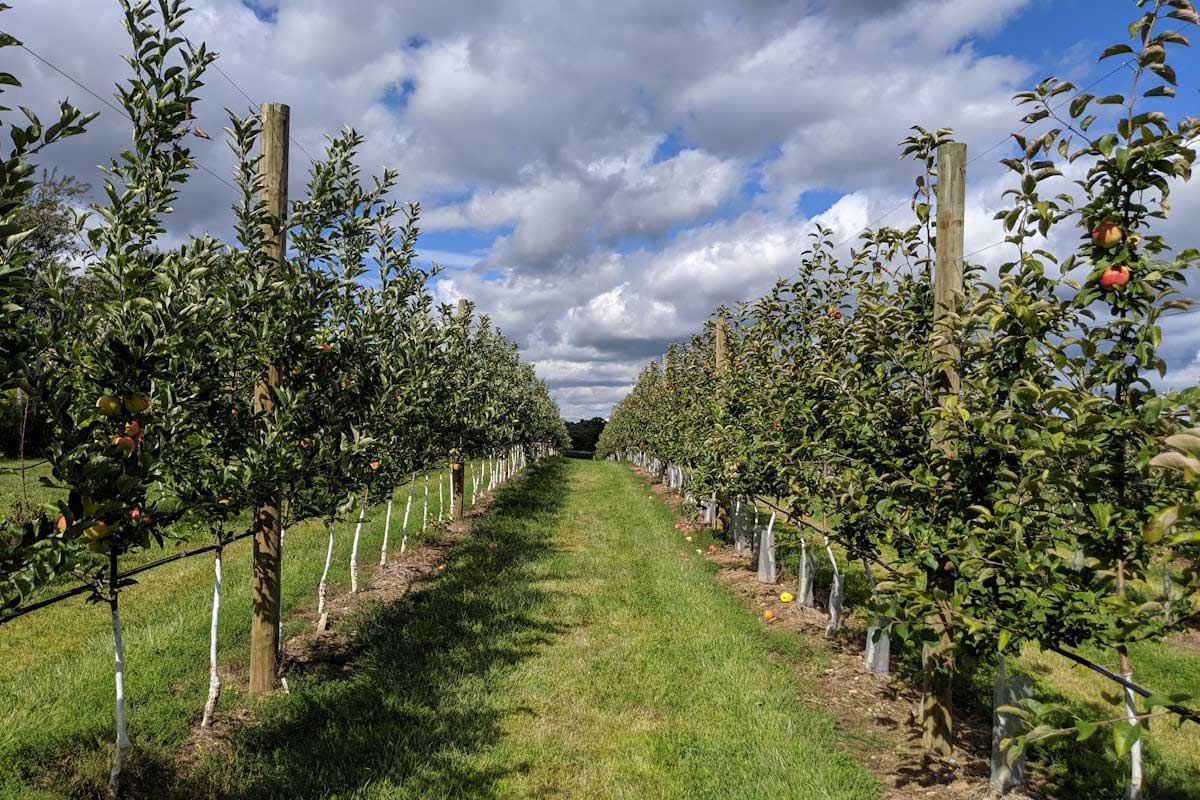 مقایسه پایه M7 و M9 سیب