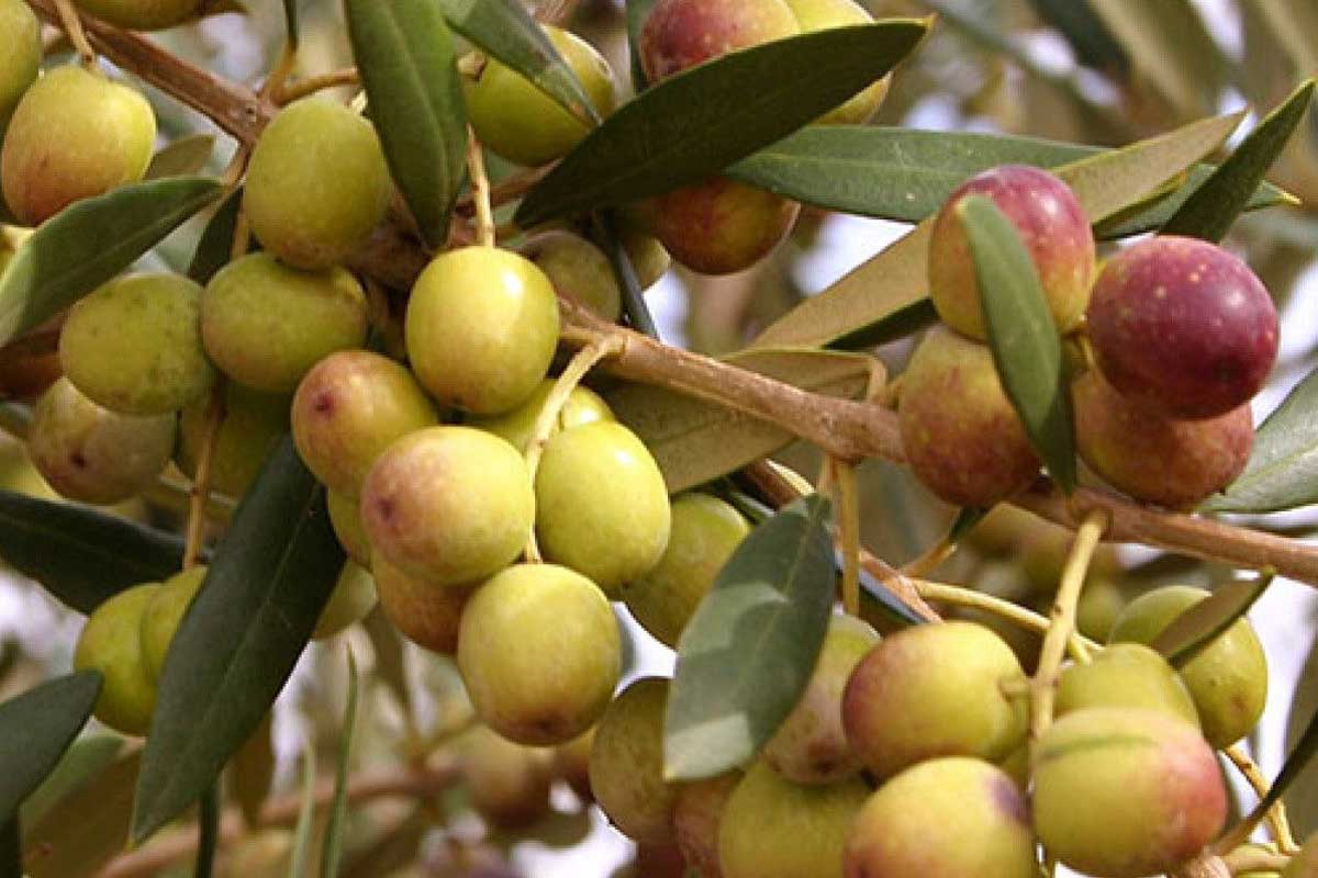 احداث باغ زیتون، آموزش مراحل کاشت تا سوددهی + هزینه ها