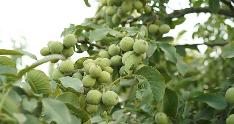 کدام نهال واقعا طلاست؟ مقایسه سود باغ گردو، بادام و پسته با محاسبه ریالی و دلاری