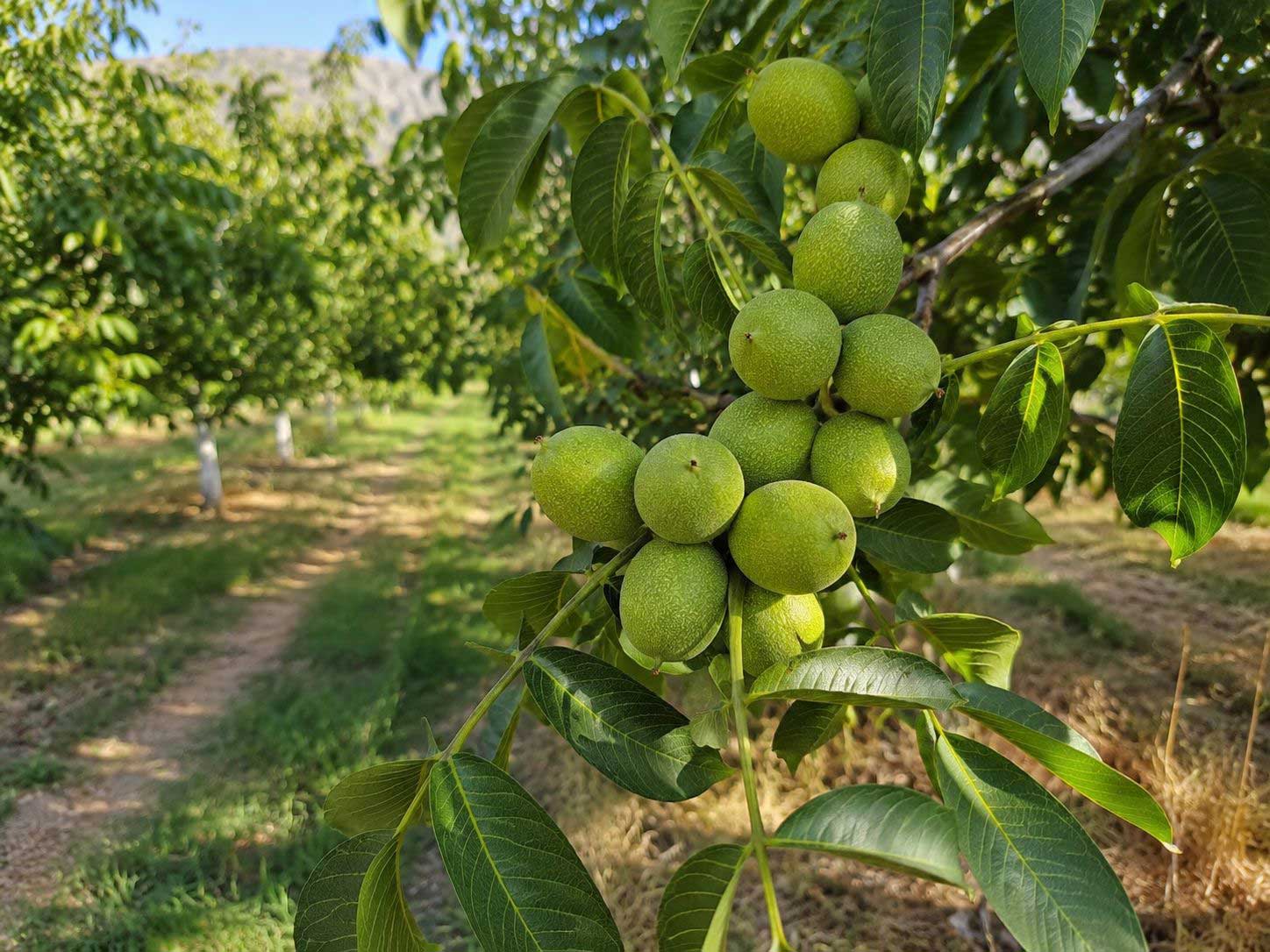 بهترین نهال گردو برای مناطق سردسیر ایران