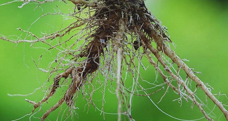 درمان پوسیدگی ریشه درخت گیلاس