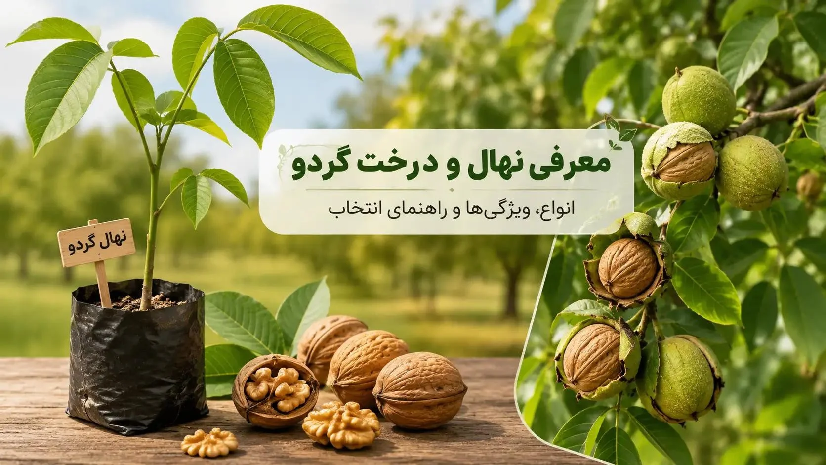 معرفی نهال و درخت گردو؛ انواع، ویژگیها و راهنمای انتخاب