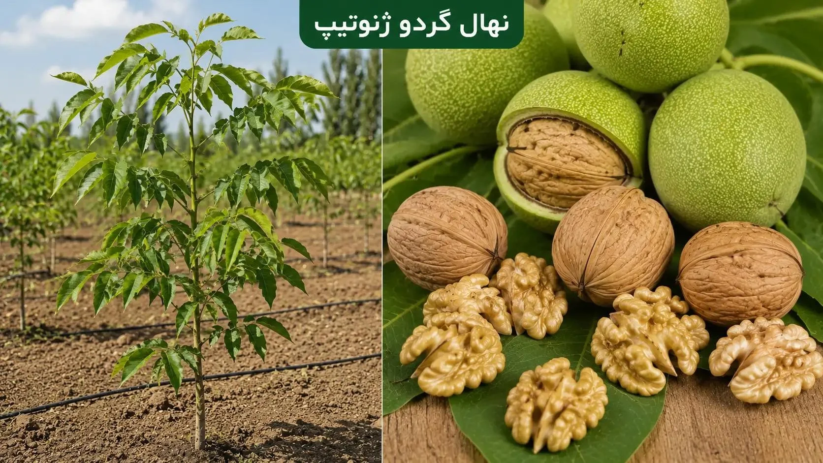 معرفی نهال و درخت گردو؛ انواع، ویژگیها و راهنمای انتخاب
