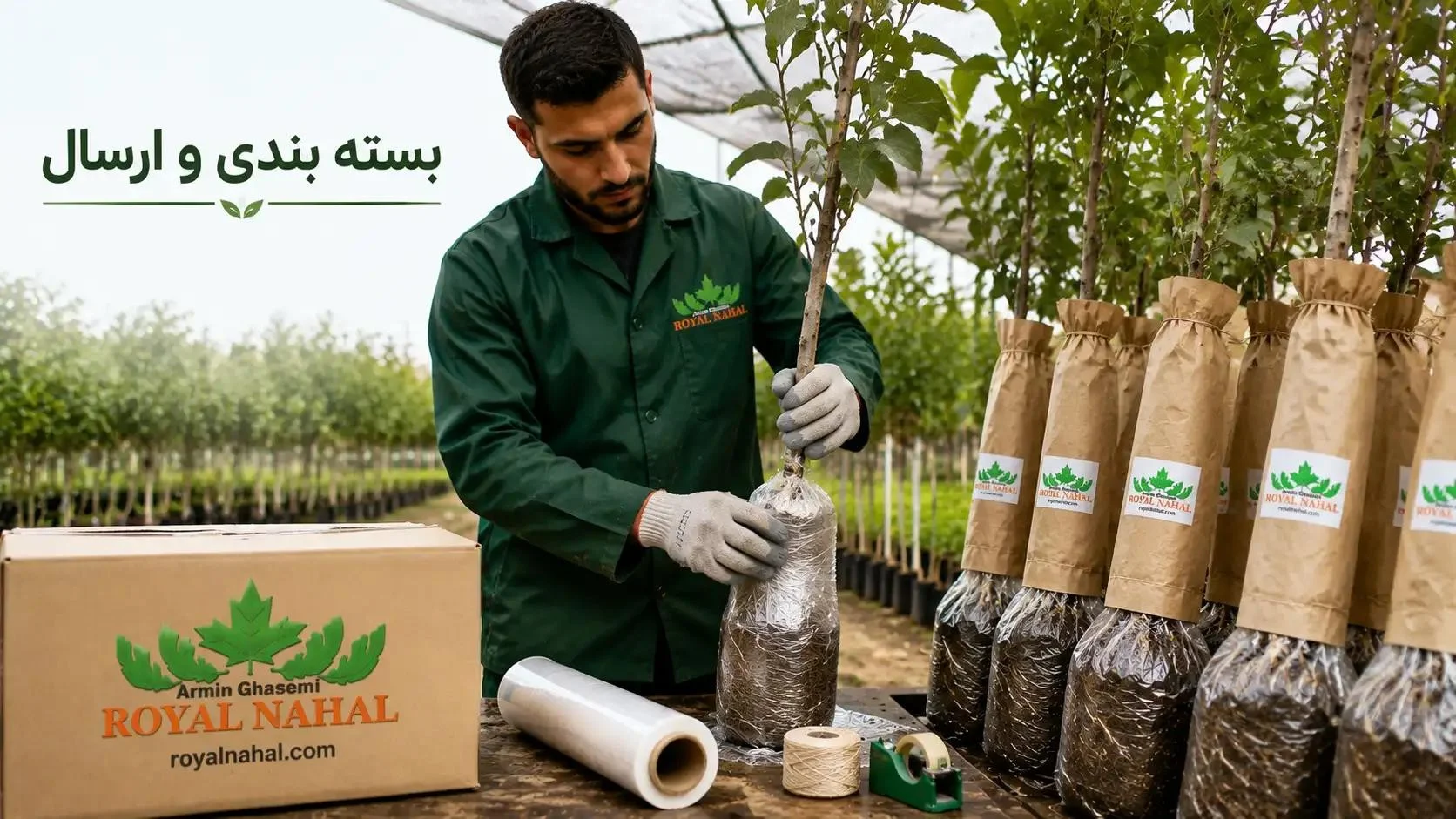 معرفی نهال و درخت گردو؛ انواع، ویژگیها و راهنمای انتخاب