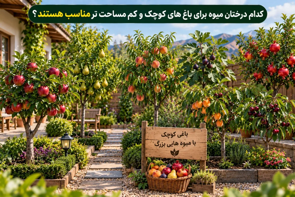 کدام درختان میوه برای باغهای کوچک و کممساحت مناسبتر هستند؟