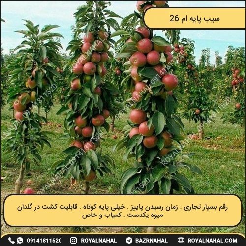 خرید نهال سیب پایه ام ۲۶