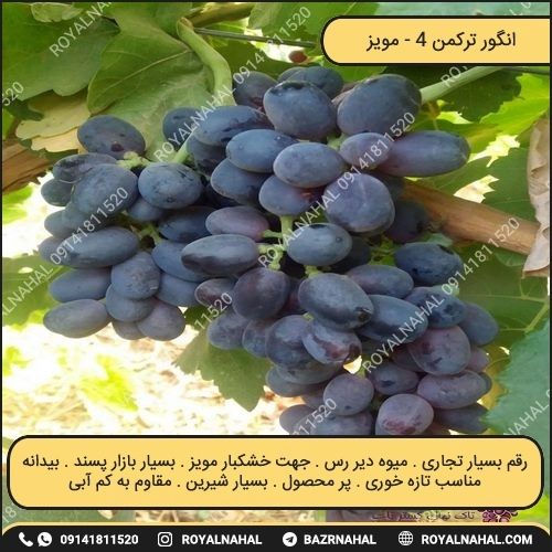 خرید نهال انگور ترکمن۴ (مویز)