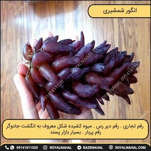 خرید نهال انگور شمشیری (پیوندی)(وارداتی)