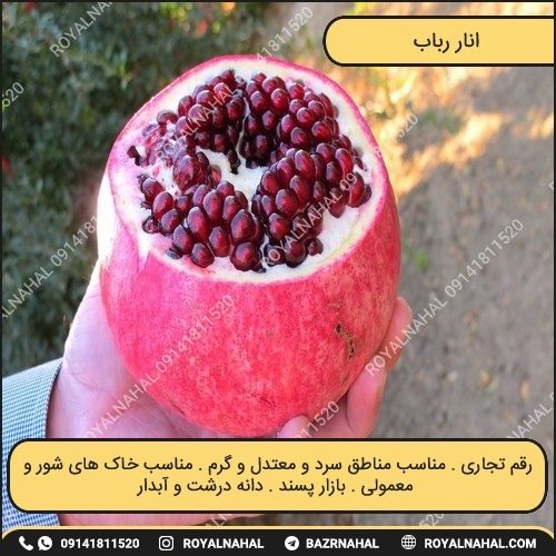خرید نهال انار رباب 
