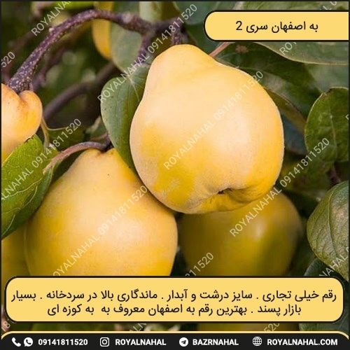 خرید نهال به اصفهان سری ۲